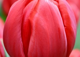Tulipa Hotspot ® (4)